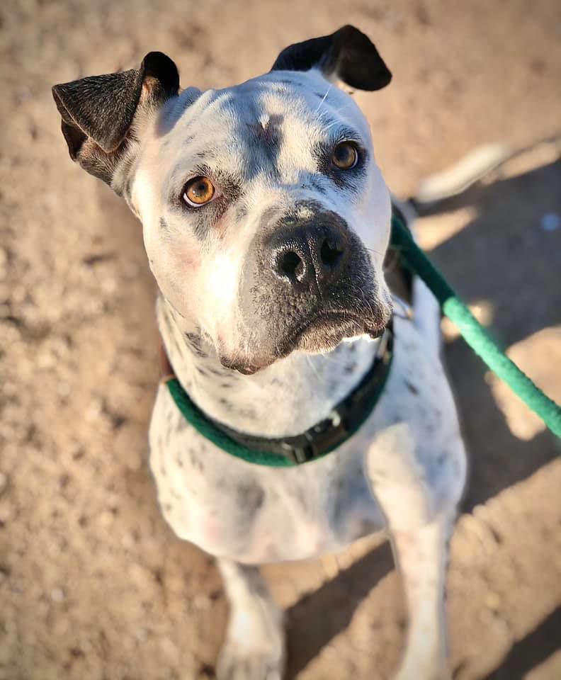 Adopt a friend: Airabella